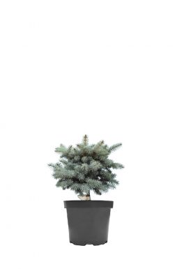 Ель колючая Глаука Глобоза (Glauca globosa)